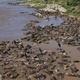 Each year, thousands of migrating wildebeest drown in the Mara River, providing an important source of nutrients for both aquatic and terrestrial scavenging animals of the Serengeti. (Image: Amanda Subalusky)